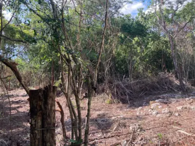 Land in México, Yucatán, Chichimilá, photo 5