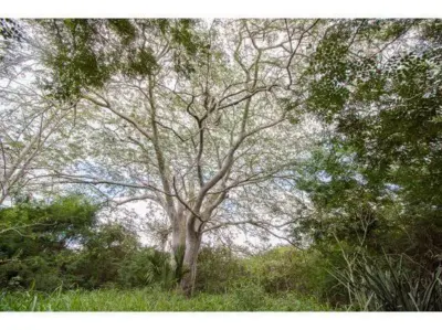Terreno en México, Yucatán, Temozón, Pueblo Temozon, foto 29