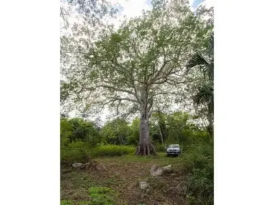 Terreno en México, Yucatán, Temozón, Pueblo Temozon, foto 32