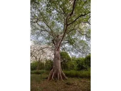 Terreno en México, Yucatán, Temozón, Pueblo Temozon, foto 33