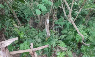 Land in México, Yucatán, Valladolid, photo 3