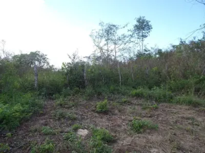 Terreno en México, Yucatán, Uayma, foto 12