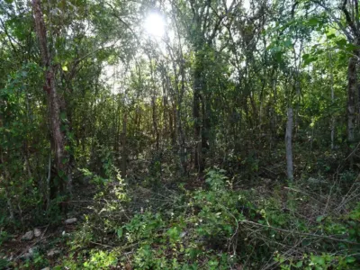 Land in México, Yucatán, Uayma, photo 14