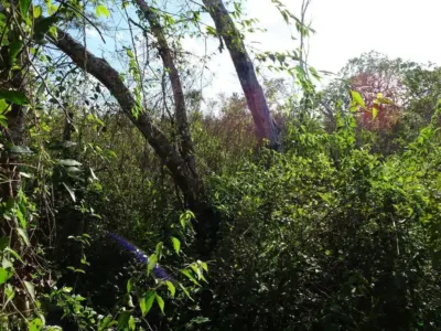 Land in México, Yucatán, Uayma, photo 15