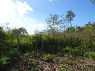 Land in México, Yucatán, Uayma, photo 16