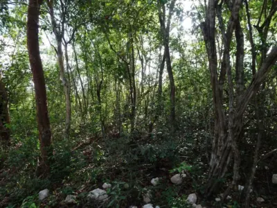 Land in México, Yucatán, Uayma, photo 18