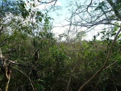 Land in México, Yucatán, Uayma, photo 19