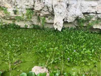 Rancho o finca en México, Yucatán, Valladolid, Pueblo Ticuch, foto 27
