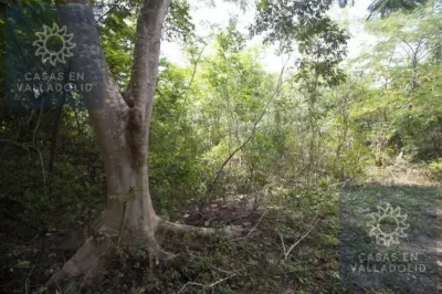 Land in México, Yucatán, Valladolid, Rancho o rancheria Popola, photo 2