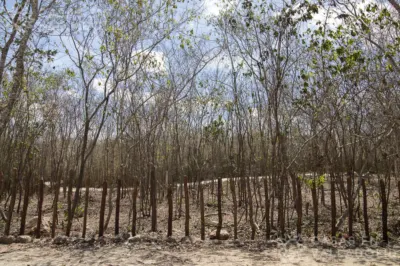 Land in México, Yucatán, Valladolid, Rancho o rancheria Pixoy, photo 3