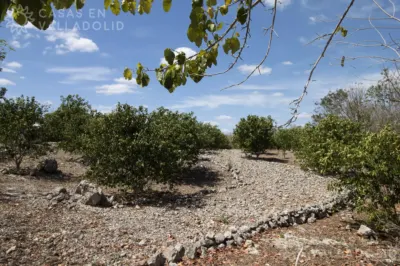 Terreno en México, Yucatán, Valladolid, Rancho o rancheria Pixoy, foto 6