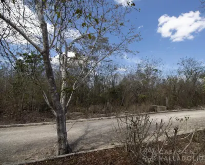 Land in México, Yucatán, Valladolid, Rancho o rancheria Pixoy, photo 11