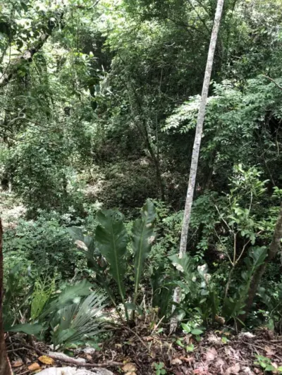 Rancho o finca en México, Yucatán, Temozón, Rancho o rancheria Nabalan, foto 3