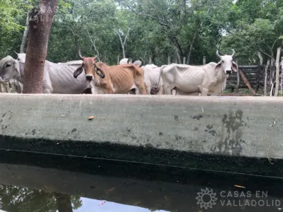 Rancho o finca en México, Yucatán, Temozón, Rancho o rancheria Nabalan, foto 4
