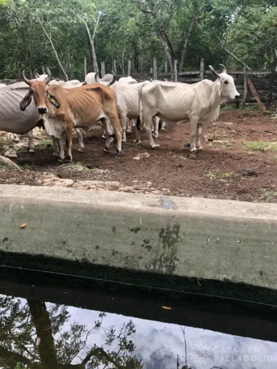 Rancho o finca en México, Yucatán, Temozón, Rancho o rancheria Nabalan, foto 5