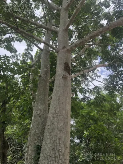 Rancho o finca en México, Yucatán, Temozón, Rancho o rancheria Nabalan, foto 6