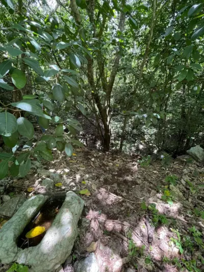 Land in México, Yucatán, Tinum, Rancho o rancheria San Francisco, photo 4