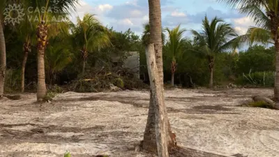 Land in México, Yucatán, Tizimín, photo 5