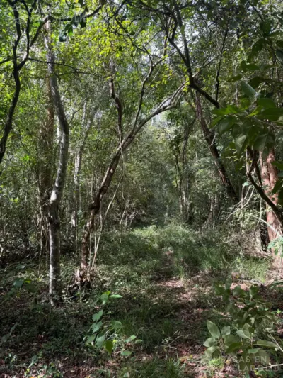 Land in México, Yucatán, Valladolid, Rancho o rancheria Popola, photo 2