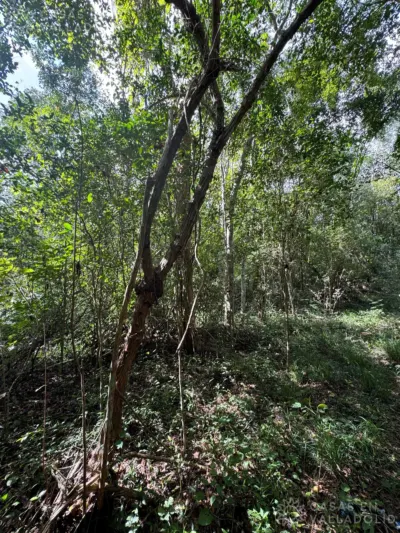 Land in México, Yucatán, Valladolid, Rancho o rancheria Popola, photo 4