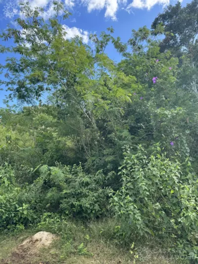 Land in México, Yucatán, Valladolid, photo 9