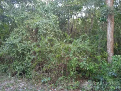 Land in México, Yucatán, Valladolid, Pueblo Dzitnup, photo 8