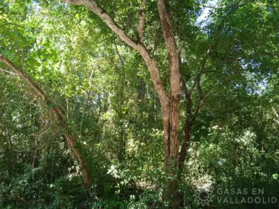 Land in México, Yucatán, Valladolid, photo 3