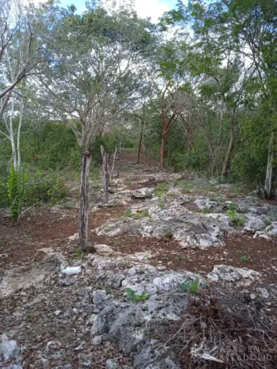 Land in México, Yucatán, Valladolid, photo 6