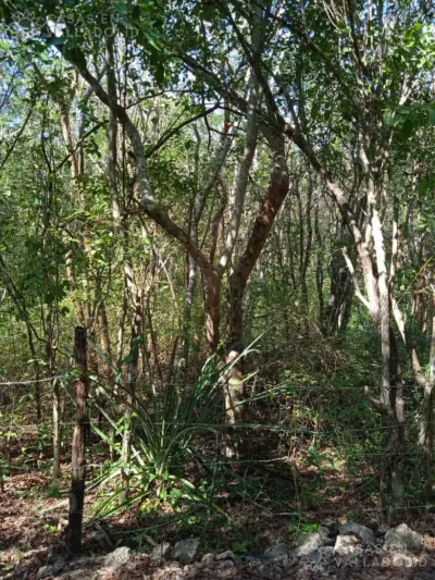 Land in México, Yucatán, Valladolid, photo 2