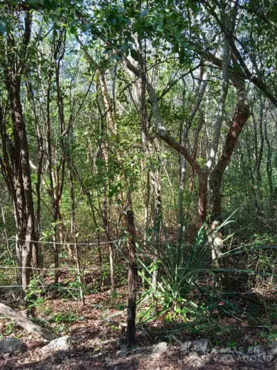 Land in México, Yucatán, Valladolid, photo 4