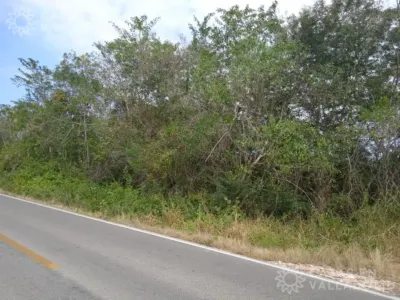 Terreno en México, Yucatán, Tixcacalcupul, foto 2