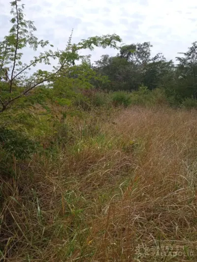 Terreno en México, Yucatán, Tixcacalcupul, foto 6