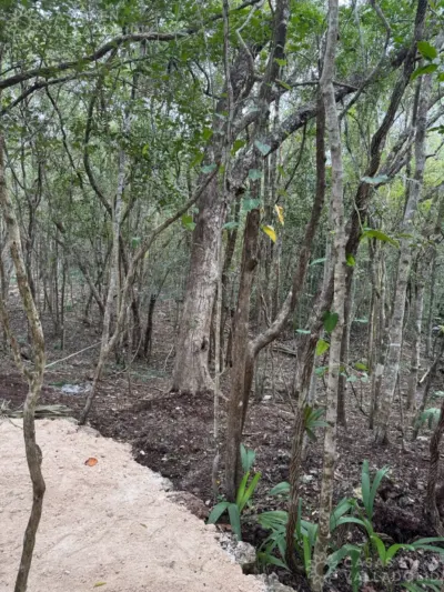Terreno en México, Yucatán, Cuncunul, foto 3