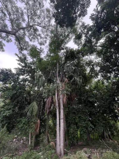 House in México, Yucatán, Valladolid, Sisal, photo 26