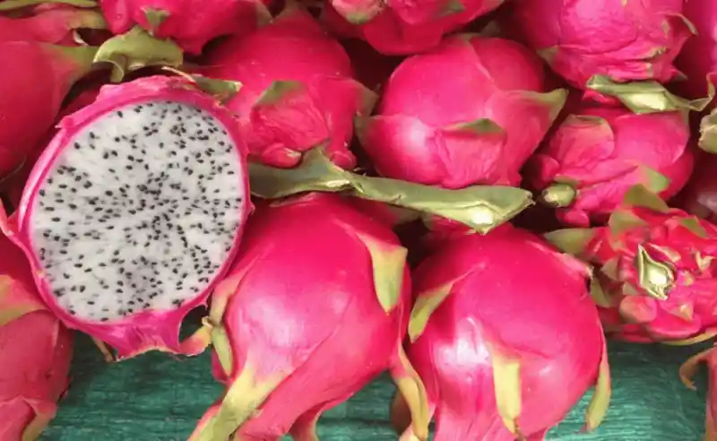Fruit of the Yucatan