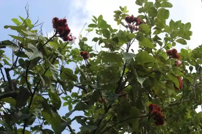 Achiote: un tesoro yucateco.