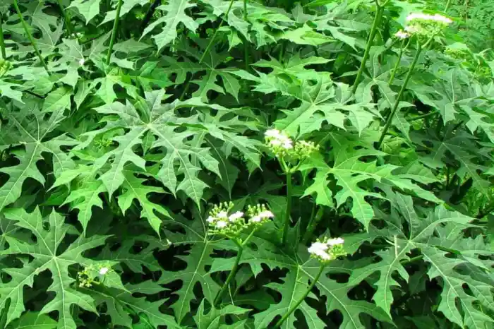 Chaya: una maravilla yucateca.