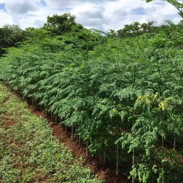 Esteban Petersen - Gente de Valladolid