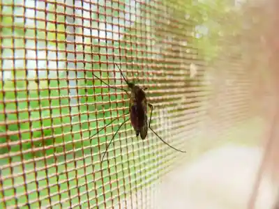 Keep mosquitoes out of the house