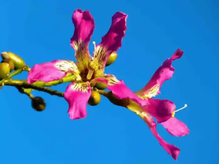 ¿Qué se puede sembrar en Yucatán?