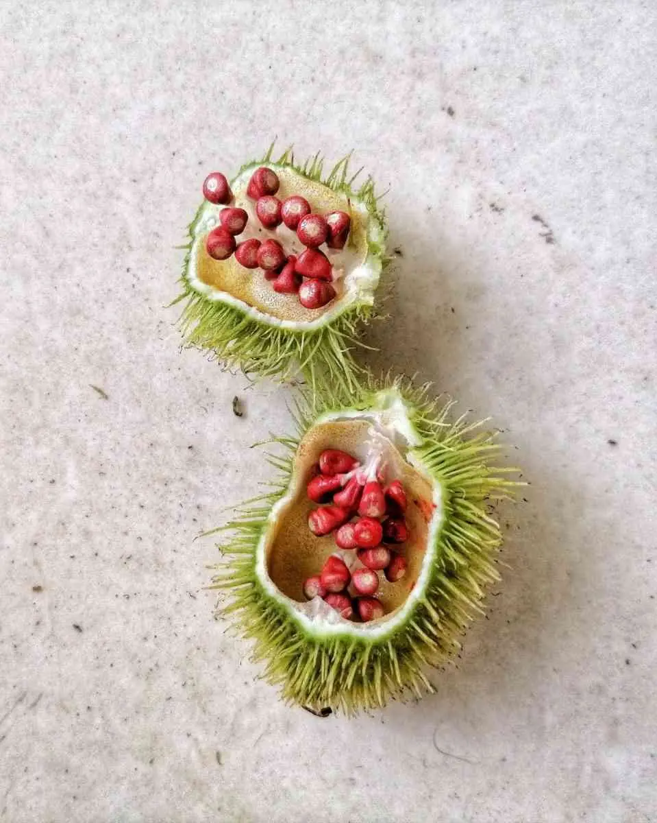 Achiote: un tesoro yucateco. — Casas en Valladolid