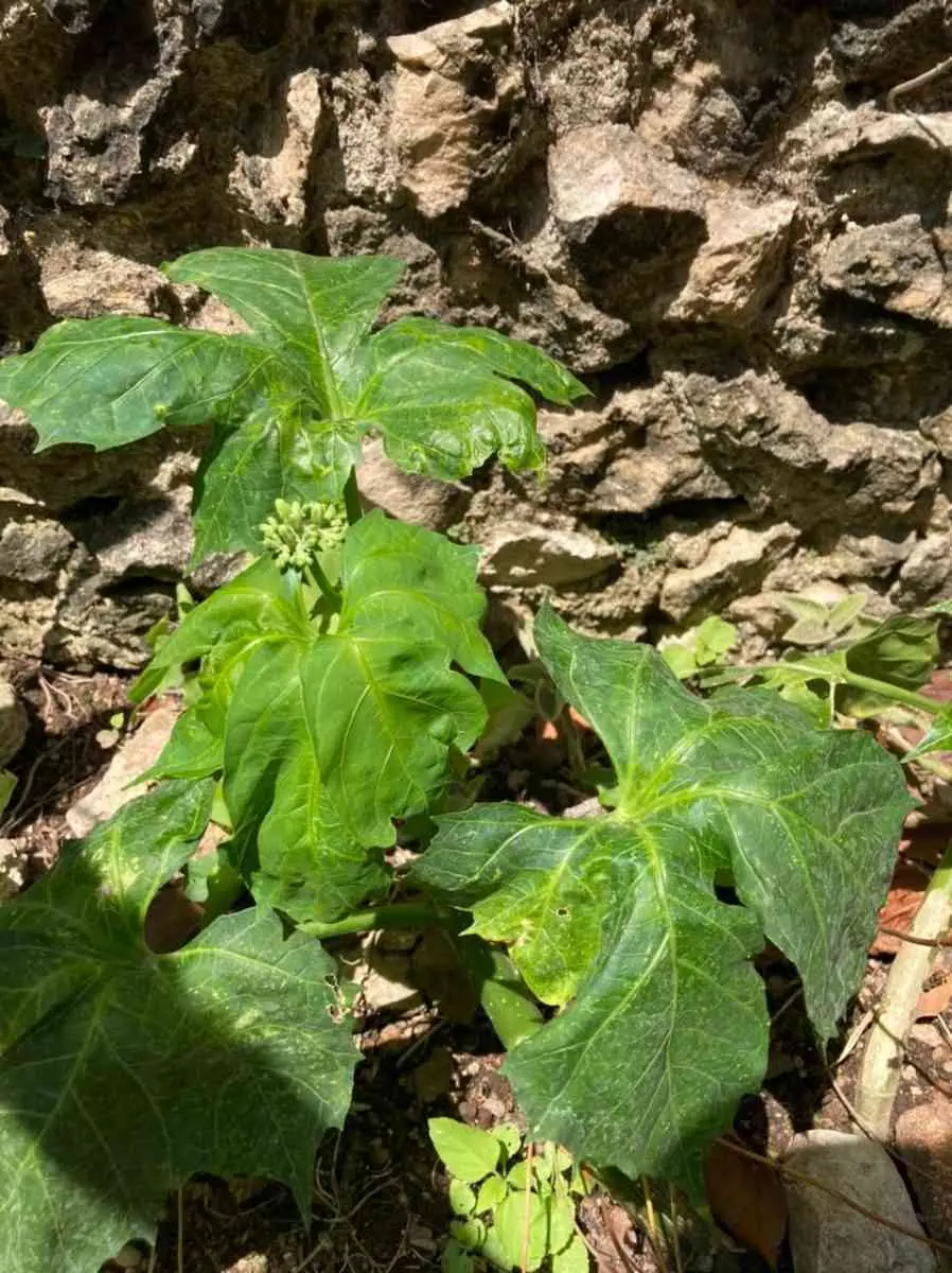 Chaya: una maravilla yucateca.