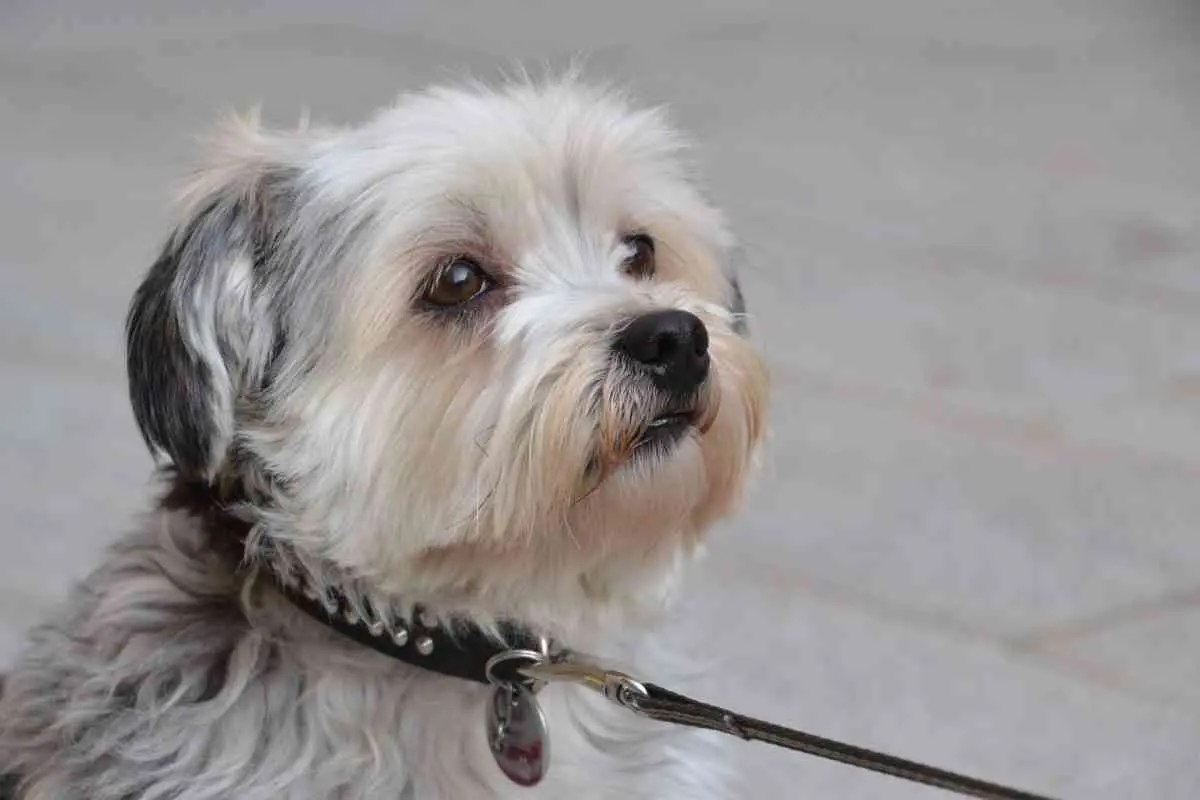 Lugares Pet-Friendly en Valladolid, Yucatán 