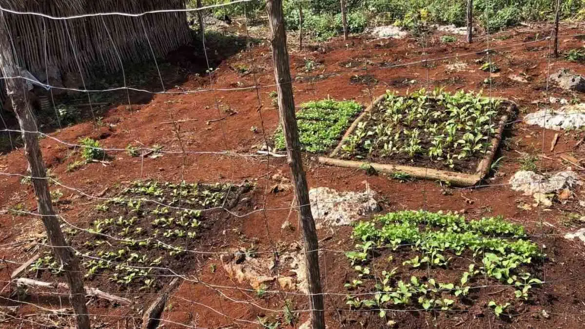 vegetables growing in the red soil of Yucatan