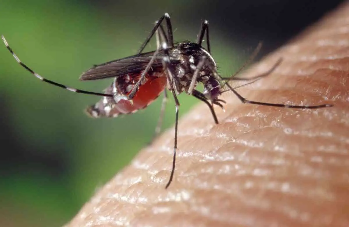 Keep mosquitoes out of the house