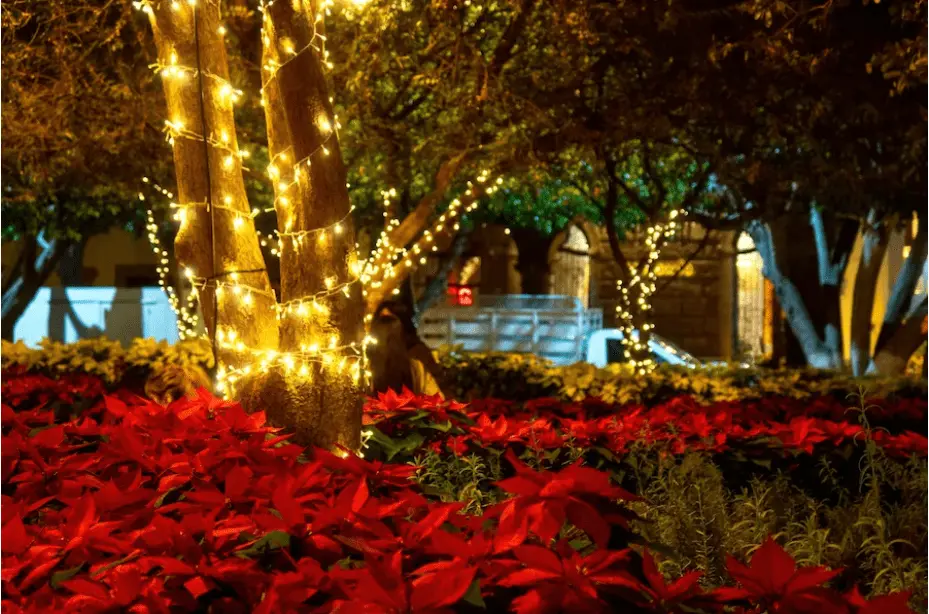 Descubre el Paseo Navideño de las Flores 2023 en Valladolid — Casas en Valladolid