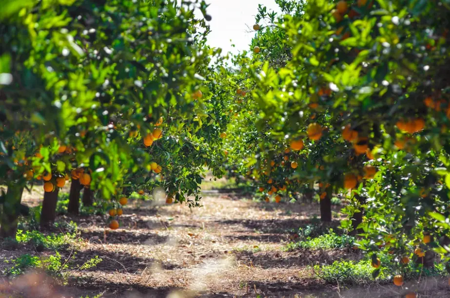 Descubre la tradición y sabor en la Feria de la Naranja en Oxkutzcab — Casas en Valladolid