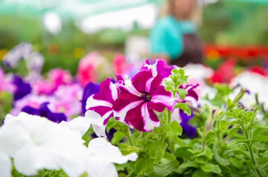 Descubre el Paseo Navideño de las Flores 2023 en Valladolid — Casas en Valladolid