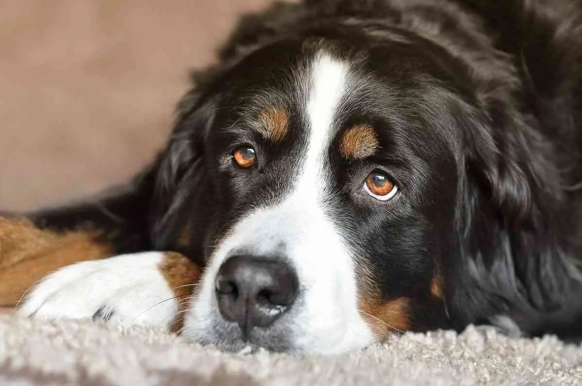 Lugares Pet-Friendly en Valladolid, Yucatán 