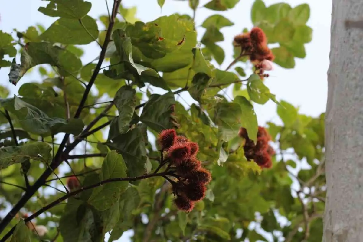 Achiote: un tesoro yucateco. — Casas en Valladolid